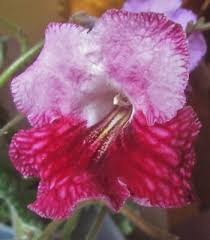 Image result for Streptocarpus kamerunensis