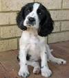 Black Short Hair English Cocker Spaniel