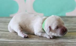 Check spelling or type a new query. Golden Retrievers Puppies Pets And Animals For Sale Iowa