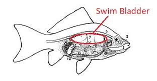 Swim Bladder Disease In Goldfish 3 Common Causes And What Can We Do About Them My Goldfish Is Alive