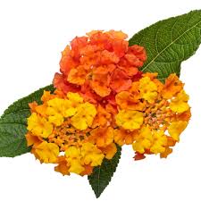 Image result for Lantana angolensis
