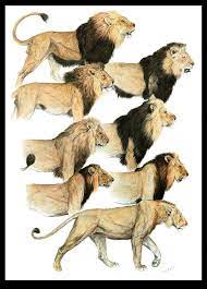 1782094 3897215006809 1639443913 N Jpg 688 960 Esbocos De Animais Ilustracoes De Animais Gatos Selvagens