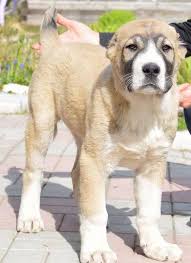Alabai Alabai Dog Dogs Dog Breeds