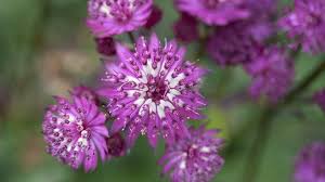 Pin Auf Garten Pflanzen Und Blumen