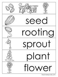 Nothing's more brighter than a full bloom yellow sunflower. 3 Sunflower Life Cycle Charts And Worksheets Preschool 1st Grade Homeschool