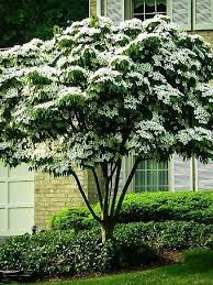 Pin By Juanita Harris On Flower Bedding In 2021 Kousa Dogwood Tree Dogwood Tree Landscaping Trees For Front Yard