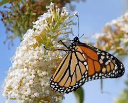 What kind of flowers do monarch butterflies like? 10 Best Flowers That Attract Butterflies And Bees