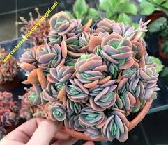 Image result for Kalanchoe rotundifolia