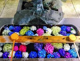 まるで水面に花が咲いているよう 御裳神社の 手水舎のあじさい が絶景と話題 retrip リトリップ 紫陽花 鎌倉 あじさい きれいな花