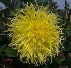 Homeassortiment bloembollen dahlia's alle dahliasoorten dahlia cactus crazy love per 1. Britnija Dahlia Dahlia Summer Plants Plants