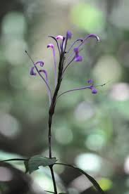 Image result for Brachystephanus