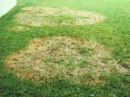 Lawn Diseases Gardening Solutions University Of Florida