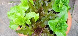 Use them in commercial designs under lifetime, perpetual & worldwide rights. Urban Gardening Growing Lettuce Salad Leaves In Containers