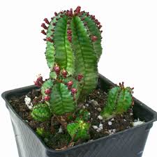 Image result for Euphorbia kilwana
