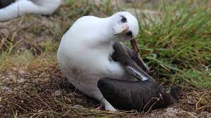 Wisdom The Albatross, World's Oldest Wild Bird, Lays Another Egg : NPR