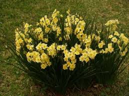The february birth flowers are the violet and primrose. February Gardening Tips East Texas Gardening
