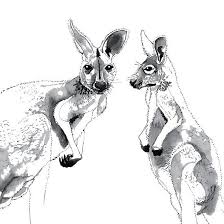Black And White Australian Animal Prints Kangaroo And Joey Kangaroo Black And White Australian Animals