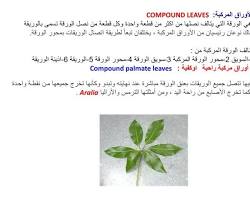 Image of أوراق مركبة