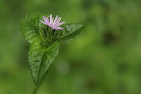 Image result for Elephantopus