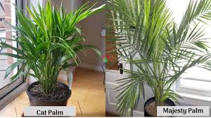 Fertilize potted palms in a slightly different manner than plants in the ground; Cat Palm Vs Majesty Palm Differences And Similarities Garden For Indoor