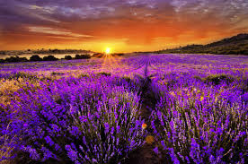 Lavendel werkt bovendien verzachtend bij insectenbeten en wonden. 10 Kruiden En Planten Die Liefde Geluk En Voorspoed Brengen