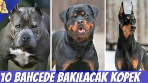 Yavru köpek bakımı, son derece titiz davranılması bir konudur. Bahcede Ve Evde Bakilabilecek 10 Zeki Kopek Cinsi Kopek Dog Evdebakilacakkopekler Youtube