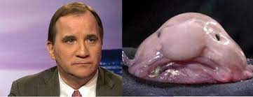 İsveç kralı, i̇sveç hükümetinin sürü bağışıklığı politikasını eleşti. Jolpi Sur Twitter Stefan Lofven Och En Blobfish Mer Lika An Bar Http T Co Sluxf9bh2m
