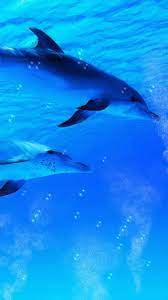 Dolphin Fish Images Live Wallpaper Dolphin Wallpaper Live Underwater Dolphin In 2021 Dolphin Fish Image Underwater Background Live Wallpapers