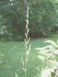 Image result for Agrostis taylorii