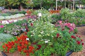 Maybe you would like to learn more about one of these? Small Space Cut Flower Garden Ideas Costa Farms