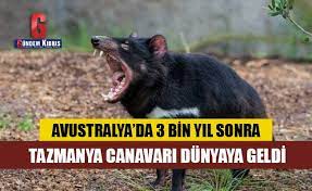 Tazmanya canavarı gece ve alacakaranlık zamanlarının avcısıdır ve gündüzlerini yoğun çalılıklar veya bir delikte geçirirler. 9cqr8ovfjq6kim