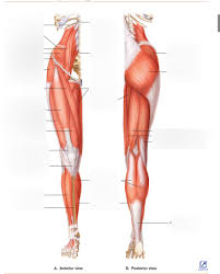Extensor muscle group of lower leg. Lower Limb Muscles Diagram Quizlet