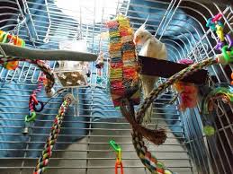 Birds And Full Spectrum Lighting We Got It Wrong Birds Bird Cage Accessories Full Spectrum