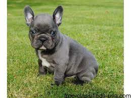 Maybe you would like to learn more about one of these? Kennel Club Registered French Bulldog Pups Animals Denver Colorado Announcement 38792