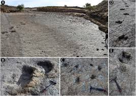 New Ankylosaurian Trackways Cf Tetrapodosaurus From An Uppermost Cretaceous Level Of The El Molino Formation Of Bolivia Sciencedirect