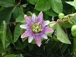 Image result for Passiflora