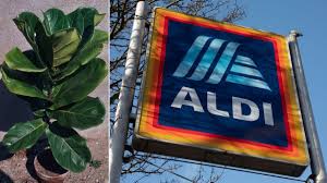 As you may know, aldi is selling some fruit trees this week. Aldi Special Buys Supermarket Announces Huge Plant And Gardening Sale 7news