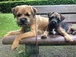 Very Much Wanted Blue And Tan Border Terrier Pup Glasgow Lanarkshire Pets4homes Border Terrier Border Terrier Puppy Terrier