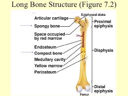 The wider section at each end of the bone is called the epiphysis (plural = epiphyses), which is filled internally with spongy bone, another type of osseous tissue. Ch7 Ppt Lect