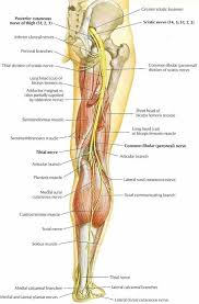 Sciatic Nerve Nerve Anatomy Nerves In Human Body Sciatic