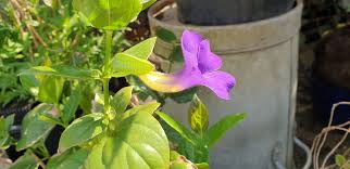 Image result for Thunbergia battiscombei