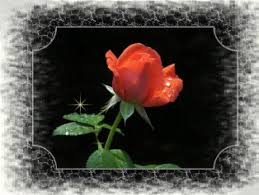 Check spelling or type a new query. Beautiful Red Rose Red Roses Black And White Background Bonito Green Leaves Hd Wallpaper Peakpx