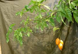 Image result for Tabernanthe