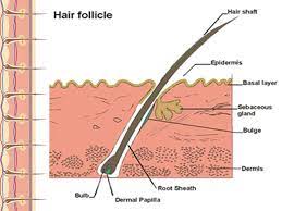 Beside this, how many pubic hairs does the average woman have? Please Do Now How Many Hairs Does The Average Person Have On His Her Head All Brown Hair Red Hair Blond Hair What Information Can A Forensic Scientist Ppt Video Online Download