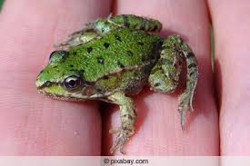 Froscharten Im Teich 7 Heimische Frosche In Deutschland Gartenlexikon De