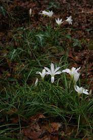 Native Florida Wildflowers Atamasco Rain Lily Zephyranthes Atamasca Rain Lily Florida Native Plants Lily