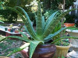 Grow fast and easy to care. Types Of Aloe 23 Best Aloe Varieties For Containers
