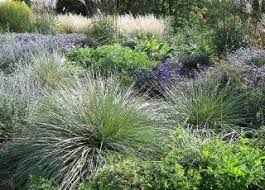 Winterharte Mittelhohe Ziergras Arten Pflanzen Ziergras Gras