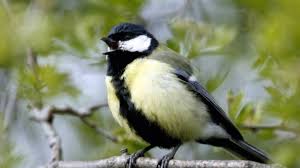 Schutz Vor Kalte Zwischenmieter Fur Den Nistkasten Wissen Stuttgarter Nachrichten