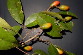 Image result for Rourea